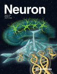 neuron